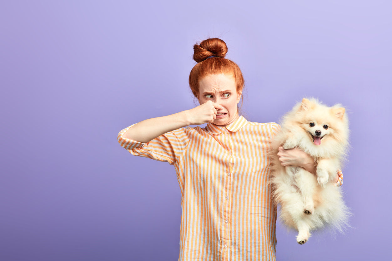 Ernæring & pleje - Min hund prutter helt vildt af nyt foder