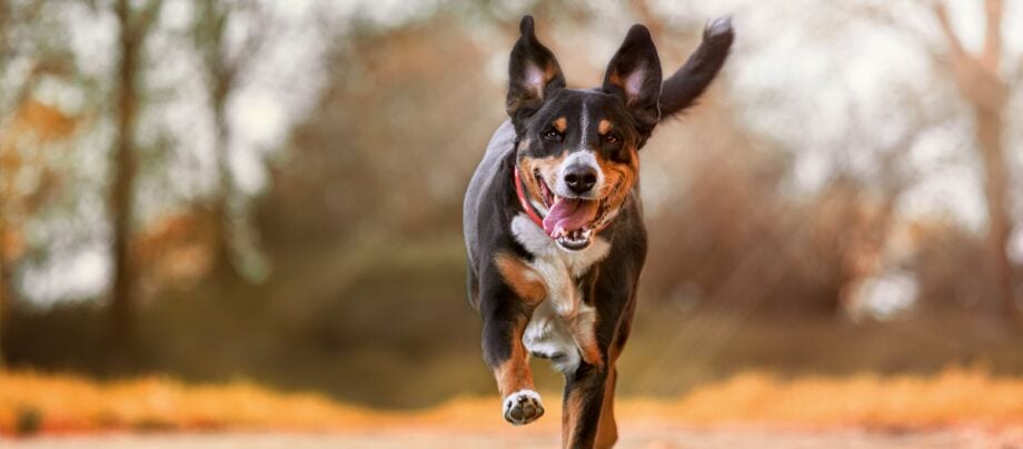 Løb med hund - sådan bliver I et sporty team