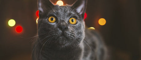 Kat, der virker utryg indendørs på grund af høje lyde og uro nytårsaften