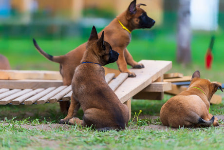 Agility trin for trin, del 2 – Opstart, bagbenskontrol