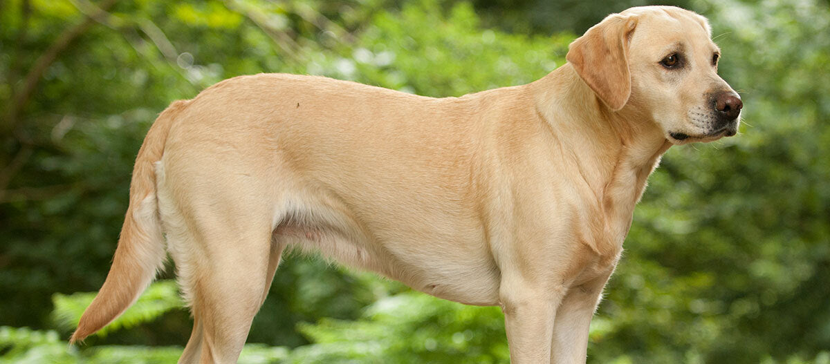 Brun labrador retriever ligger i græsset