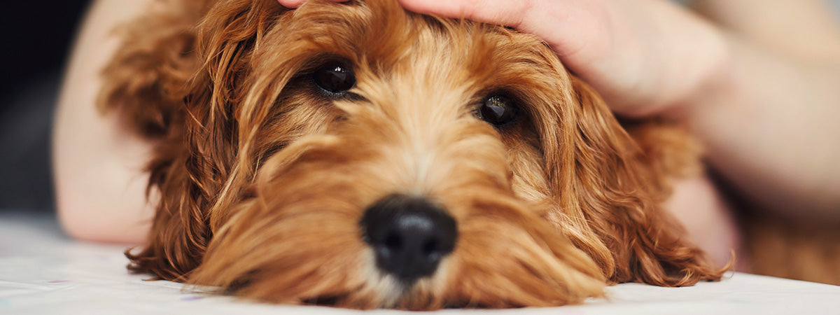 Min hund er bange for at være alene hjemme, hvad gør jeg?