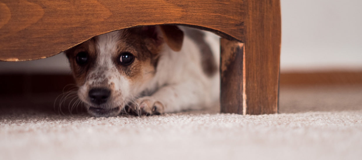 Nytårsangst hos hunde - det kan du gøre