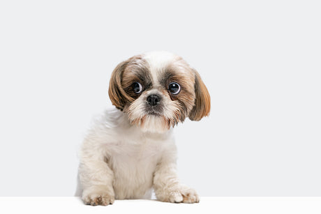 Min hund virker meget nervøs og bliver let bange