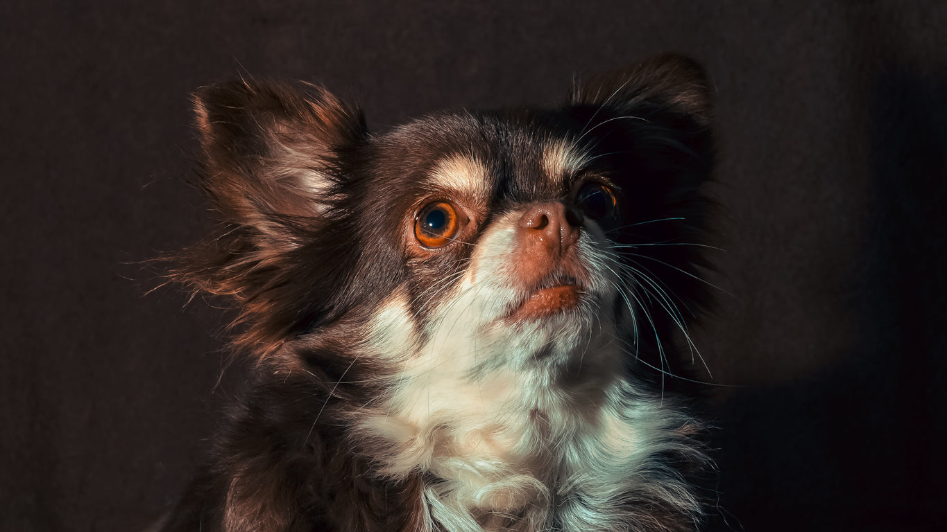 Kan hunde være bange for mørke?
