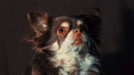 Kan hunde være bange for mørke?