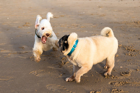 Min hund er aggressiv over for andre hunde