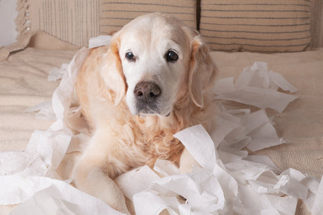 Min hund forstår ikke et nej