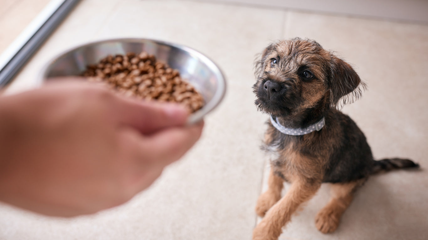 Min hund har ændret sine madvaner og i den forbindelse sin adfærd