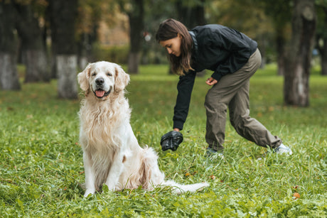 Hvorfor spiser min hund egne andre dyrs afføring?