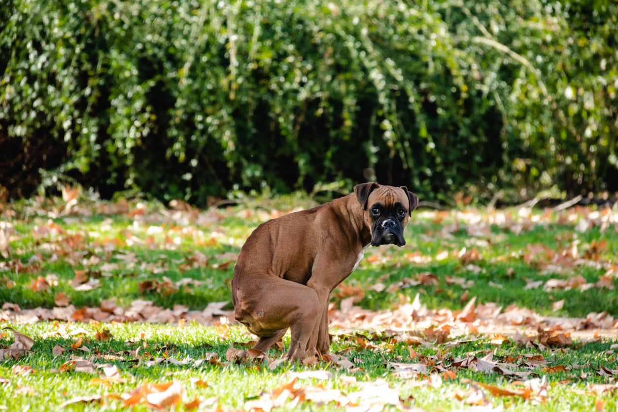 Min hund har problemer med sin afføring