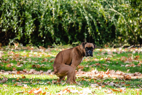 Min hund har problemer med sin afføring