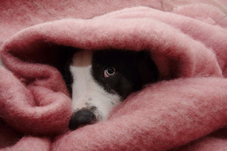 Min hund er bange for ALT - hjælp!