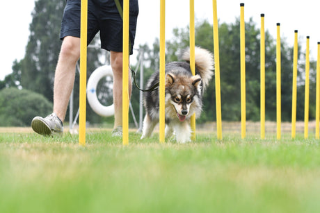 Agility trin for trin, del 7 – Indlæring af Slalom