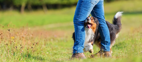 Agility trin for trin, del 6 – Forberedelse, Hvor skal vi hen?