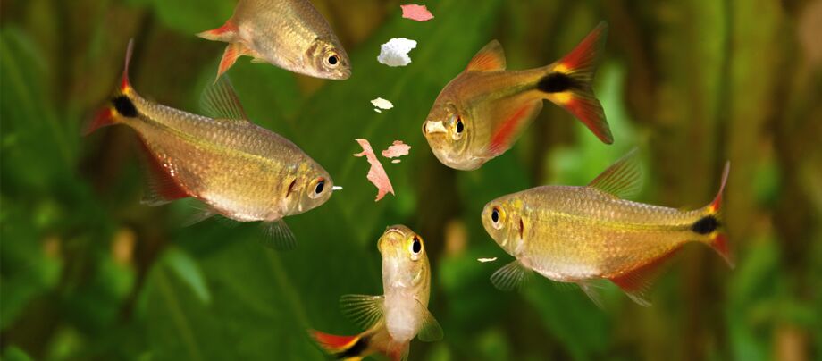 Det passende foder til enhver fisk