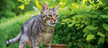 Flytning med kat – af sted til den nye bolig
