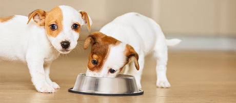 Foder til hvalp - Giv din hvalp alt den har behov for!