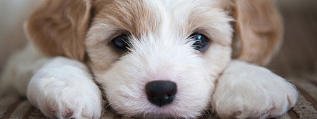 Min hund fungerer ikke på sit foder - hvad skal jeg gøre?