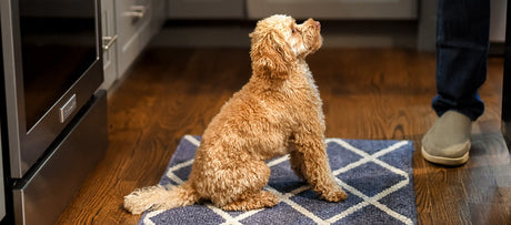 Hvordan skifter man hundefoder?