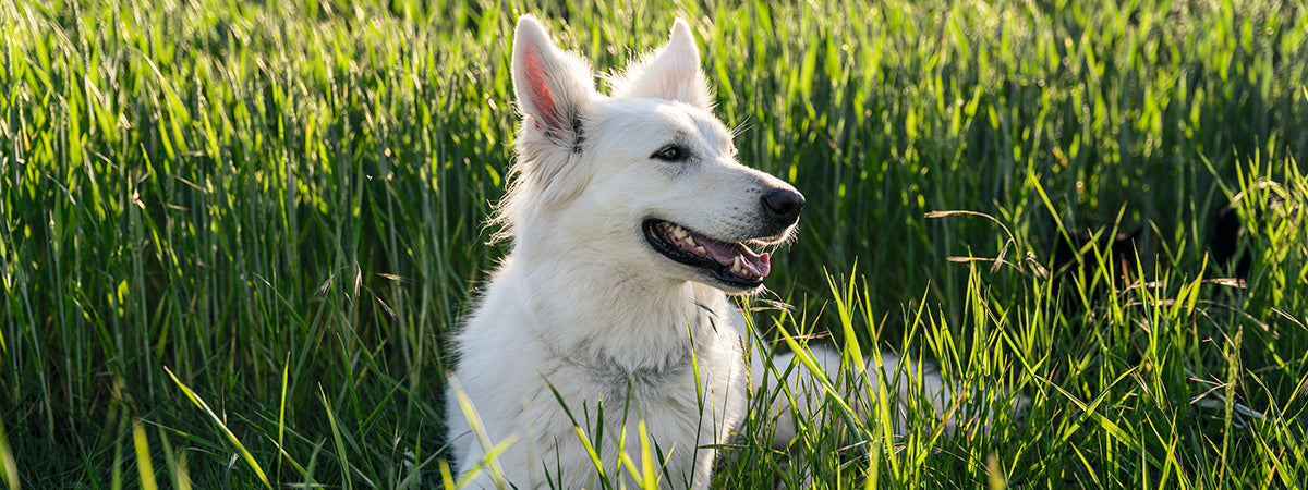 Hvilket foder er bedst til min hund?