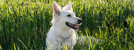 Hvilket foder er bedst til min hund?