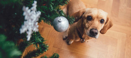 Giftigt julemad & andre farer i julen for hunde