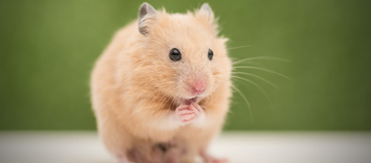 Guldhamster pasningsvejledning