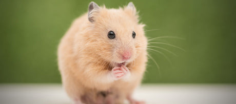 Guldhamster pasningsvejledning
