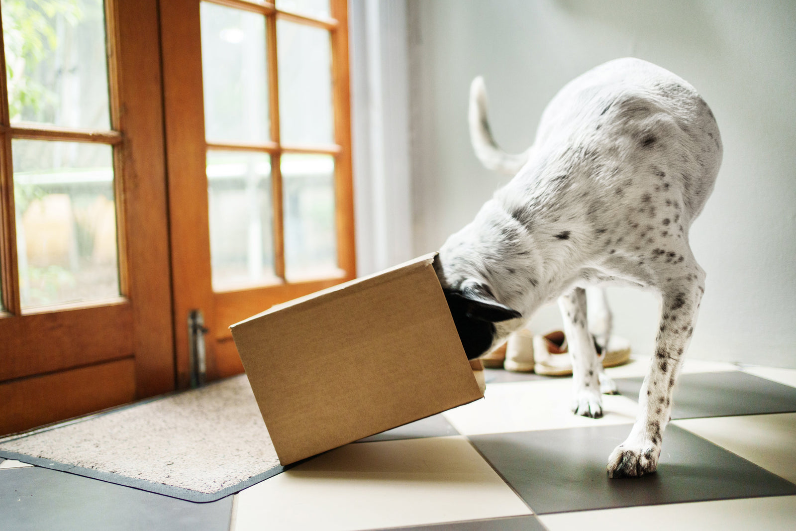 Guide: Sådan hjælper du din hund med at vænne sig til nye ting i hjemmet