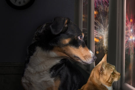 Min hund er bange for fyrværkeri