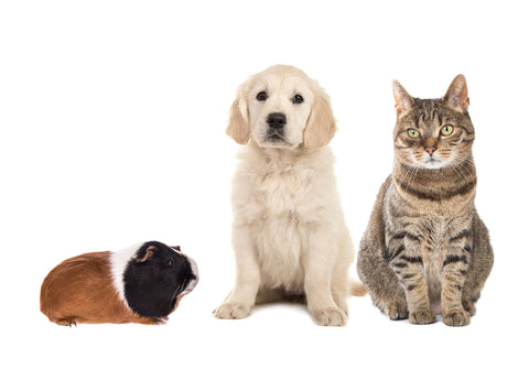 Kan en hund trænes til at omgås katte og marsvin?