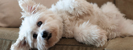 Et overblik over de hyppigste hundeallergier