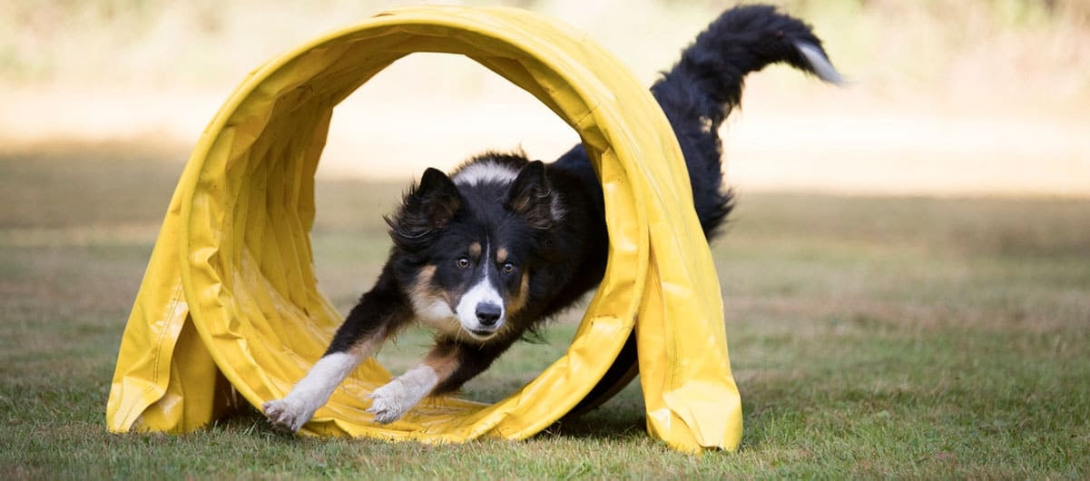 Der er mange hundesportsgrene – hvilken en er den rigtige til dig & din hund?