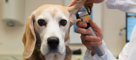 Sådan opdager du de hyppigste hundesygdomme, og sådan skal du reagere på dem