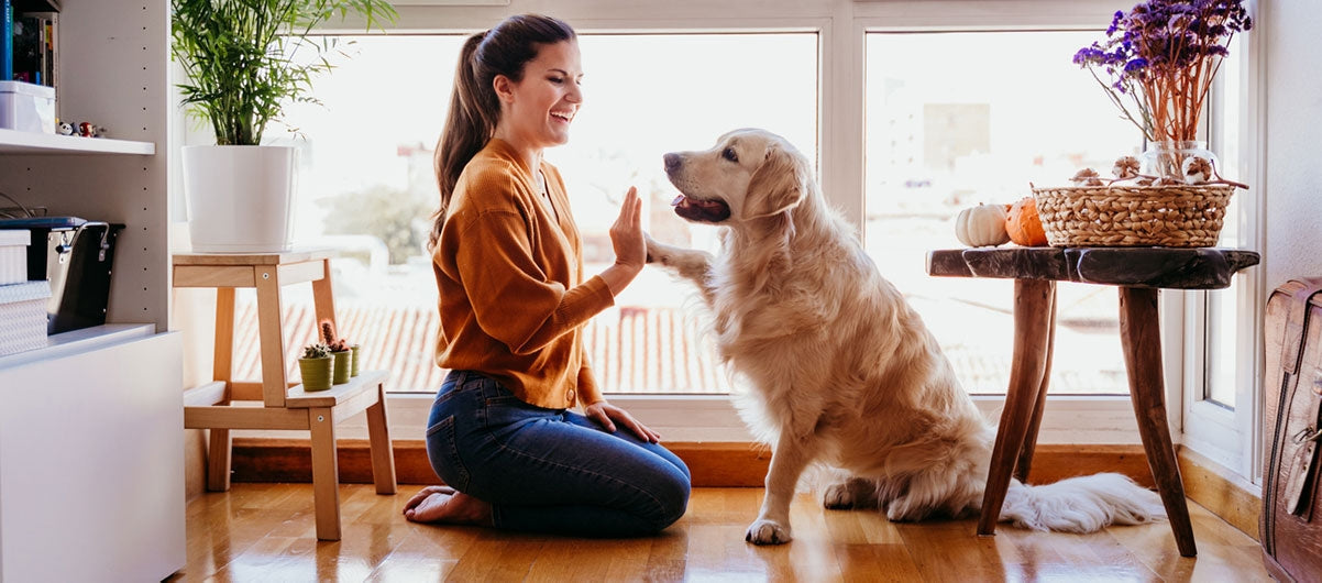 Sådan kommer du afslappet igennem hverdagen med din hund
