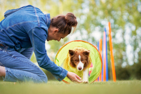 Agility trin for trin, del 4 – Indlæring af tunnel