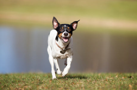 Aktiv dansk-svensk gårdhund med kort hvid pels og sorte og brune aftegninger