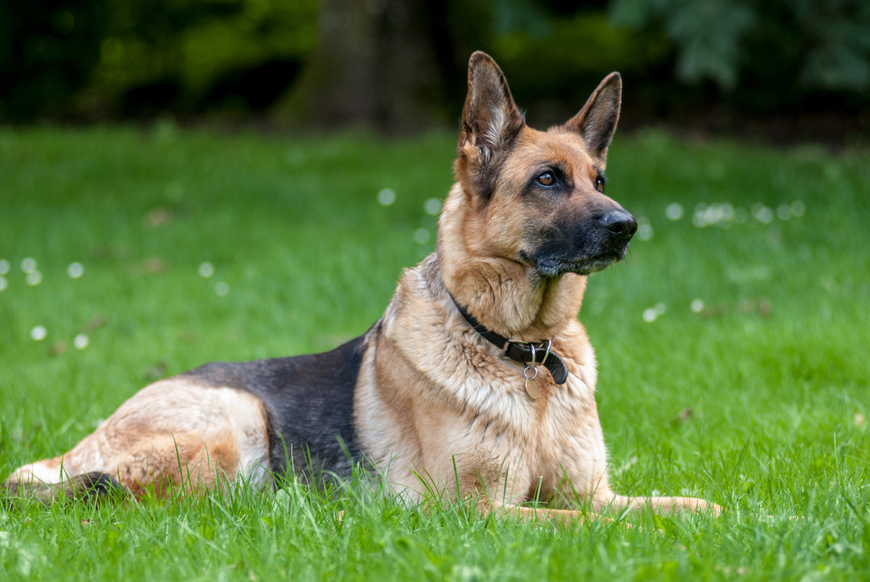 Schæferhund ligger opmærksomt i grønt græs.