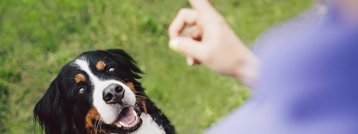 Hvorfor jagter min hund sin egen hale?