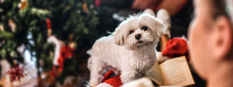 Lav DIY Julekalender til hund