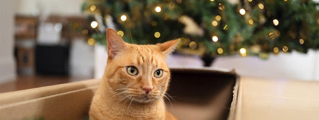 Lav DIY Julekalender til kat