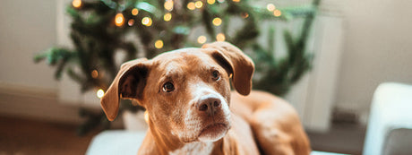 Jul med hund – sådan nyder du juletiden sammen med din hund uden bekymringer