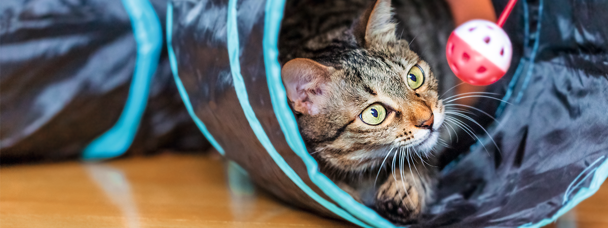 Sådan aktiverer du din kat