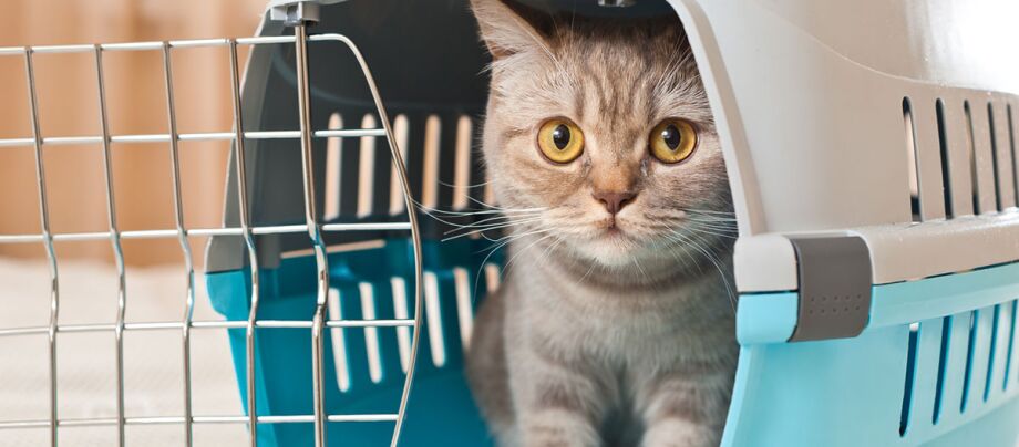 Få katten ind i transportboksen: Sådan lykkes det!