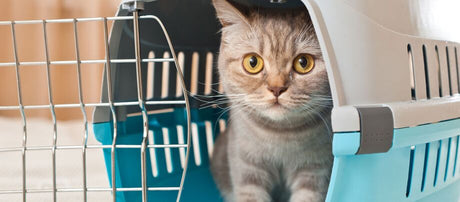 Få katten ind i transportboksen: Sådan lykkes det!