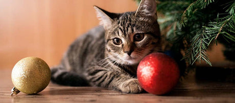 Jul med kat – pynt kattesikkert op til jul
