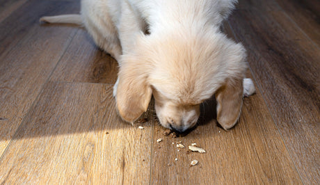 Min hund spiser vores vægge - hvad kan vi gøre for at stoppe det?