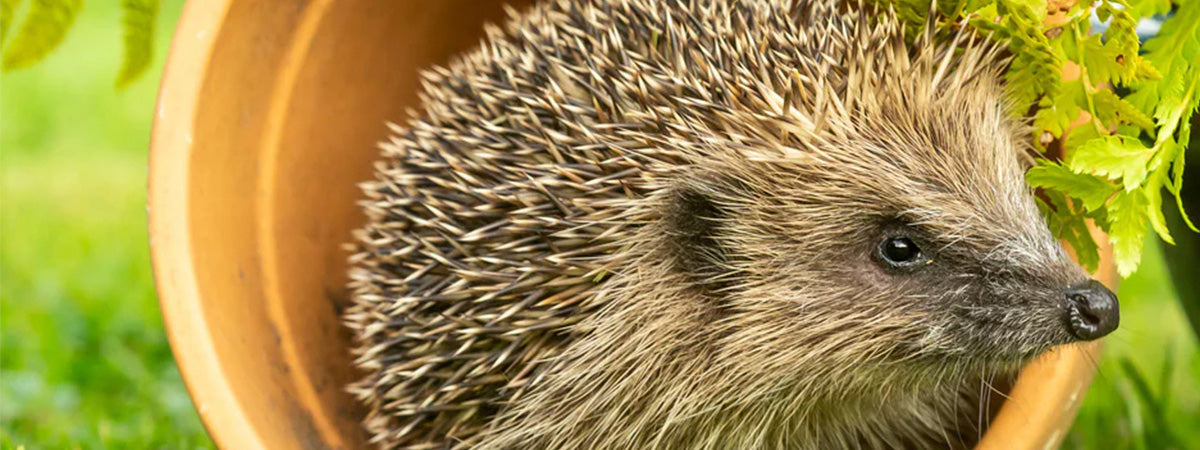 Vil du gerne tiltrække pindsvin til din have?