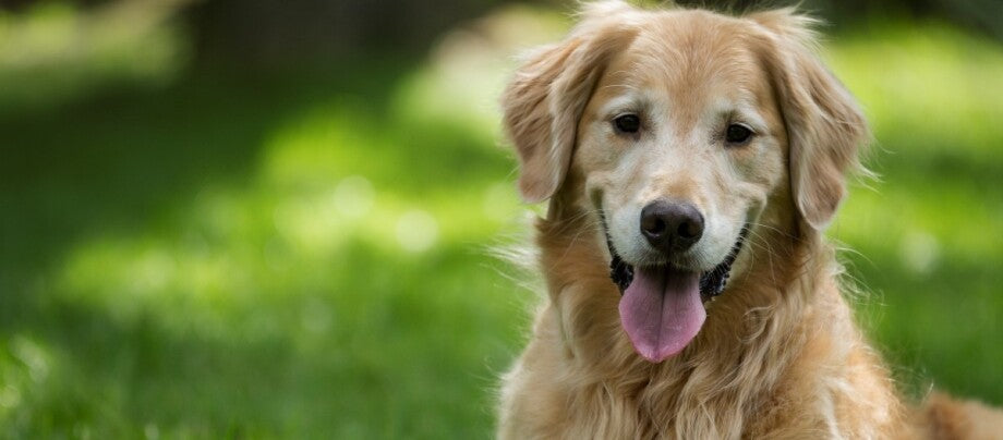 Golden Retriever sidder på en grøn eng